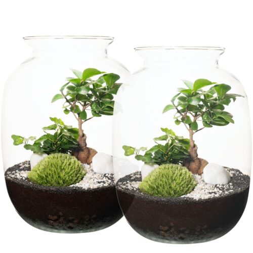 Las w słoiku zestaw Ślubny 32 cm drzewko bonsai i bluszcz