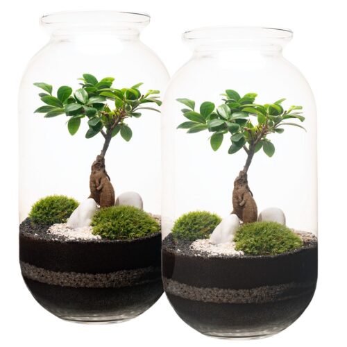Las w słoiku zestaw Ślubny 42 cm drzewko bonsai